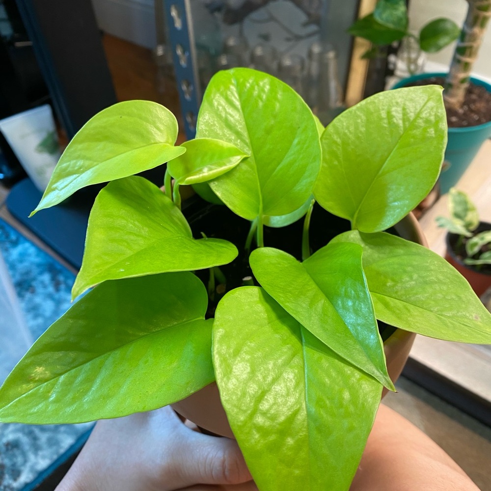 Meet your Posher, Nhinh